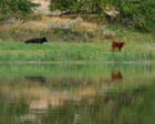 Trump officials cancel rule that made conservation a ‘use’ of public lands