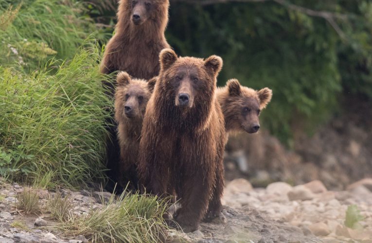 Alaska Can Resume Killing Bears to Protect Caribou Herd, Judge Says