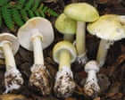 Three more people sick in California amid ‘unprecedented outbreak’ due to toxic mushrooms