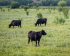 Advocates decry Trump’s plan to open 24m acres of federal lands to cattle grazing