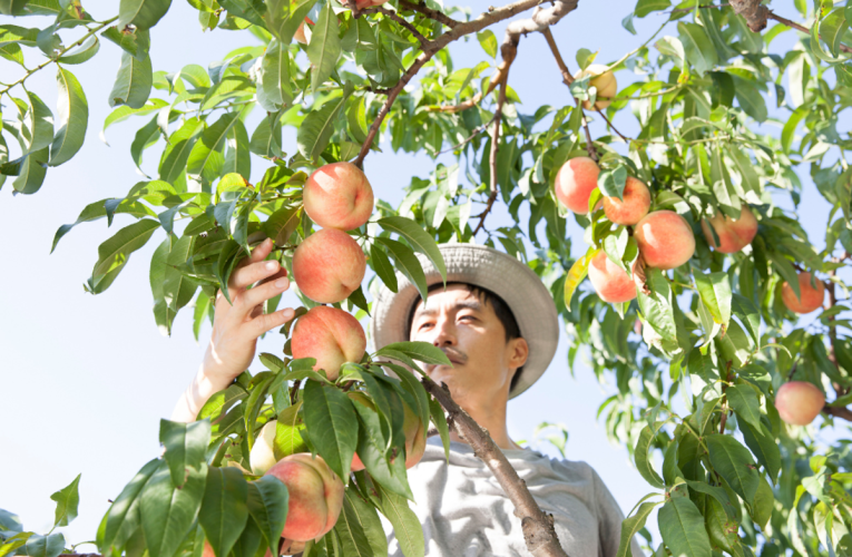 California farmers to destroy 420,000 peach trees after Del Monte collapses