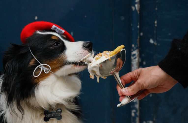 Bone appetit: Paris pups lap up treats at dog-centric spots