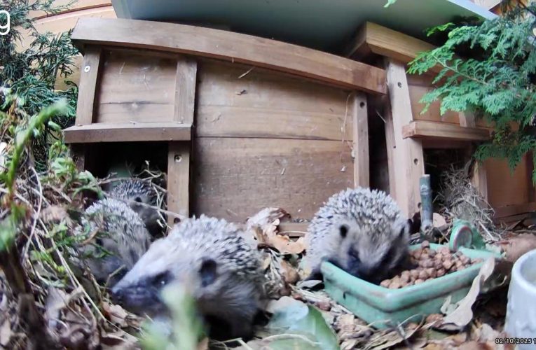 ‘Build it and they will come’: How to turn your garden into a hedgehog haven