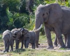 Fifteen elephant deaths at Kenya park may be due to cyanide poisoning