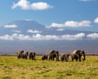 Kenya investigating unexpected deaths of 15 elephants in national park